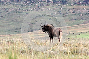 Black Wildebeest in Africa.