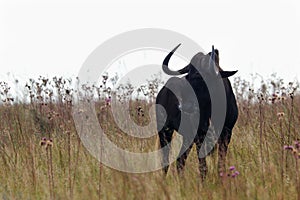 Black Wildebeest In African Grassland Connochaetes gnou