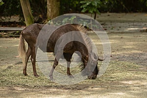 Black wildebeest, aka White Tailed gnus, are genus of antelopes, Connochaetes