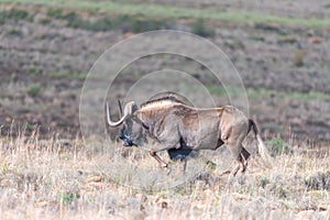 Black wildebeest, also called a white-tailed gnu