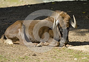 Black wildebeest (connochaetes gnou)