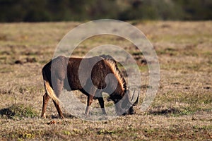 Black Wildebeest (Connochaetes gnou)
