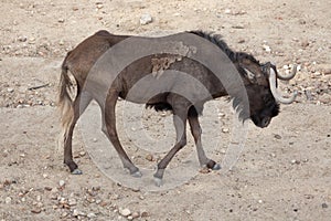 Black wildebeest Connochaetes gnou