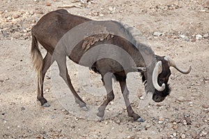 Black wildebeest Connochaetes gnou