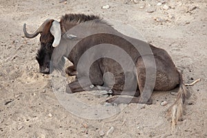 Black wildebeest Connochaetes gnou photo