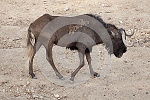 Black wildebeest Connochaetes gnou photo