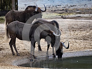 Black wildebeest, Connochaetes gnou, drink water at a watering hole