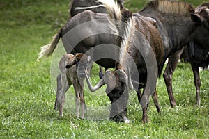 Black Wildebeest, connochaetes gnou, Female with Calf standing on Grass