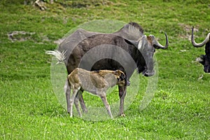 Black Wildebeest, connochaetes gnou, Female with Calf standing on Grass