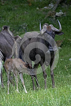 Black Wildebeest, connochaetes gnou, Female with Calf standing on Grass