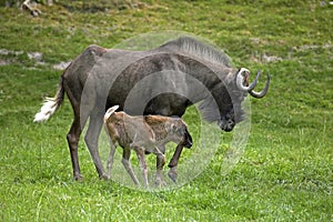 Black Wildebeest, connochaetes gnou, Female with Calf standing on Grass