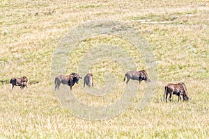 Black wildebeest, Connochaetes gnou, grazing in Golden Gate