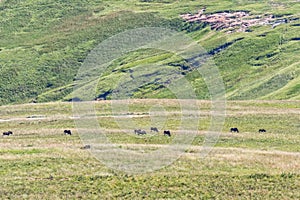 Black wildebeest, Connochaetes gnou, grazing in Golden Gate