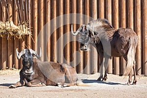 Black wildebeest Connochaetes gnou group, also known as the white-tailed gnu at the zoo