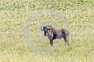 Black wildebeest, Connochaetes gnou, looking towards the camera