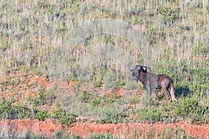 A black wildebeest, Connochaetes gnou, at Uithoek