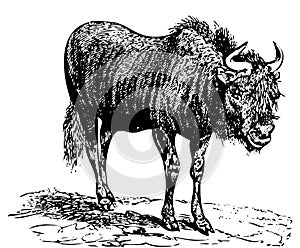 Black Wildebeest gnu old engraving