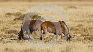 Black wildebeest grazing in open grassland, Mountain Zebra National Park, South Africa