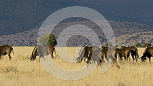 Black wildebeest herd in grassland