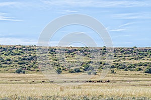 Black wildebeest and red hartebeest on the Eland Hiking Trail photo