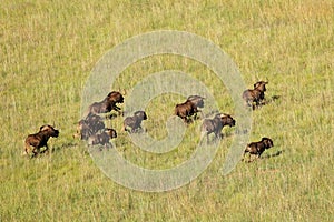 Black wildebeest running