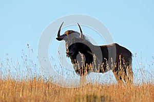 Black wildebeest silhouetted in grassland, Mountain Zebra National Park, South Africa