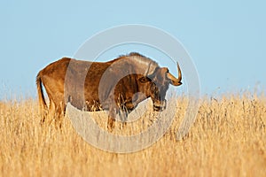 A black wildebeest standing in grassland, Mountain Zebra National Park, South Africa