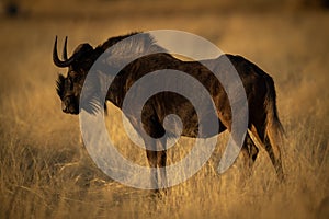Black wildebeest stands in profile in grassland