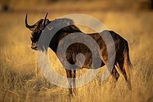 Black wildebeest stands in profile in savannah