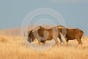 Black wildebeest walking in grassland, Mountain Zebra National Park, South Africa