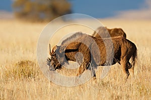 Black wildebeest walking in grassland, Mountain Zebra National Park, South Africa