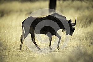Black wildebeest walks across savannah past tree
