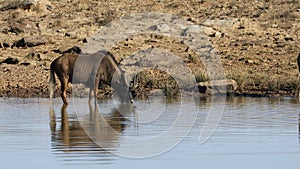 Black wildebeest at a waterhole