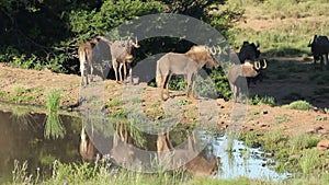 Black wildebeest at a waterhole