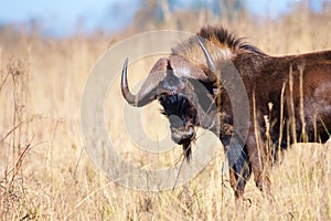 Black Wildebeest - White-tailed Gnu