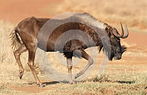 Black wildebeest, or white-tailed gnu, Connochaetes gnou at Rietvlei Nature Reserve, Gauteng, South Africa