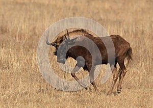 Black wildebeest, or white-tailed gnu, Connochaetes gnou at Rietvlei Nature Reserve, Gauteng, South Africa