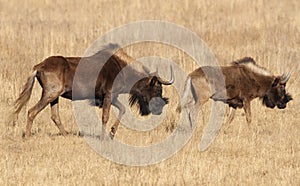 Black wildebeest, or white-tailed gnu, Connochaetes gnou at Rietvlei Nature Reserve, Gauteng, South Africa