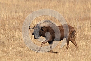 Black wildebeest, or white-tailed gnu, Connochaetes gnou at Rietvlei Nature Reserve, Gauteng, South Africa