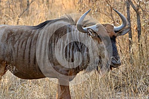 The black wildebeest or white-tailed gnu Connochaetes gnou, South Africa