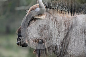 Black Wilderbeest Portrait