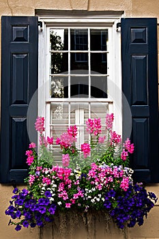 Black Window Shutters with Blooming Flowers