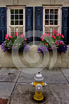 Black Window Shutters, Spring Flowers and Yellow Fireplug