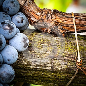 Black wine grapes