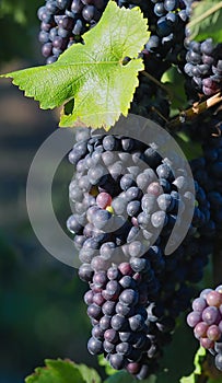 Negro vino uvas 