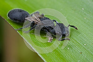 A black winged ant