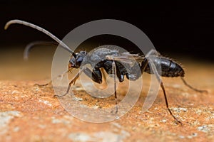 Black winged ant