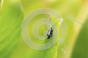 Black winged aphid on a leaf