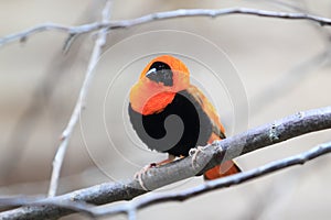 Black-winged black bishop