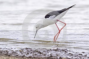 Black-winged (Common) Stilt, Searching